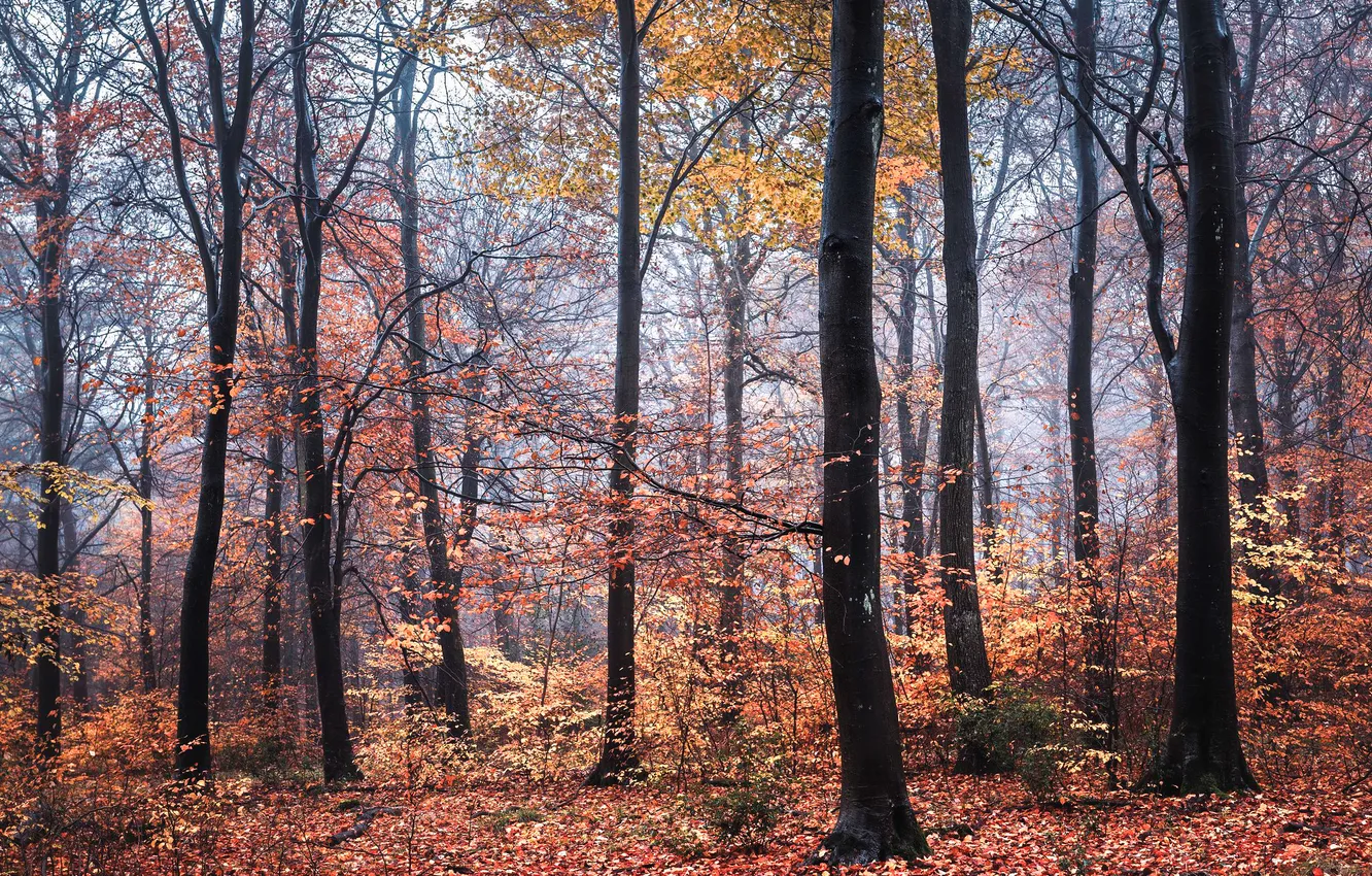 Photo wallpaper autumn, forest, trees, fog