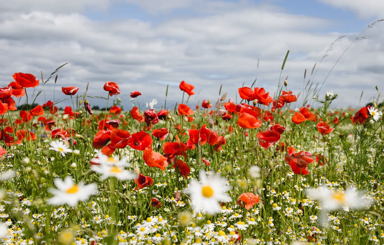Photo wallpaper nature, Maki, poppy field
