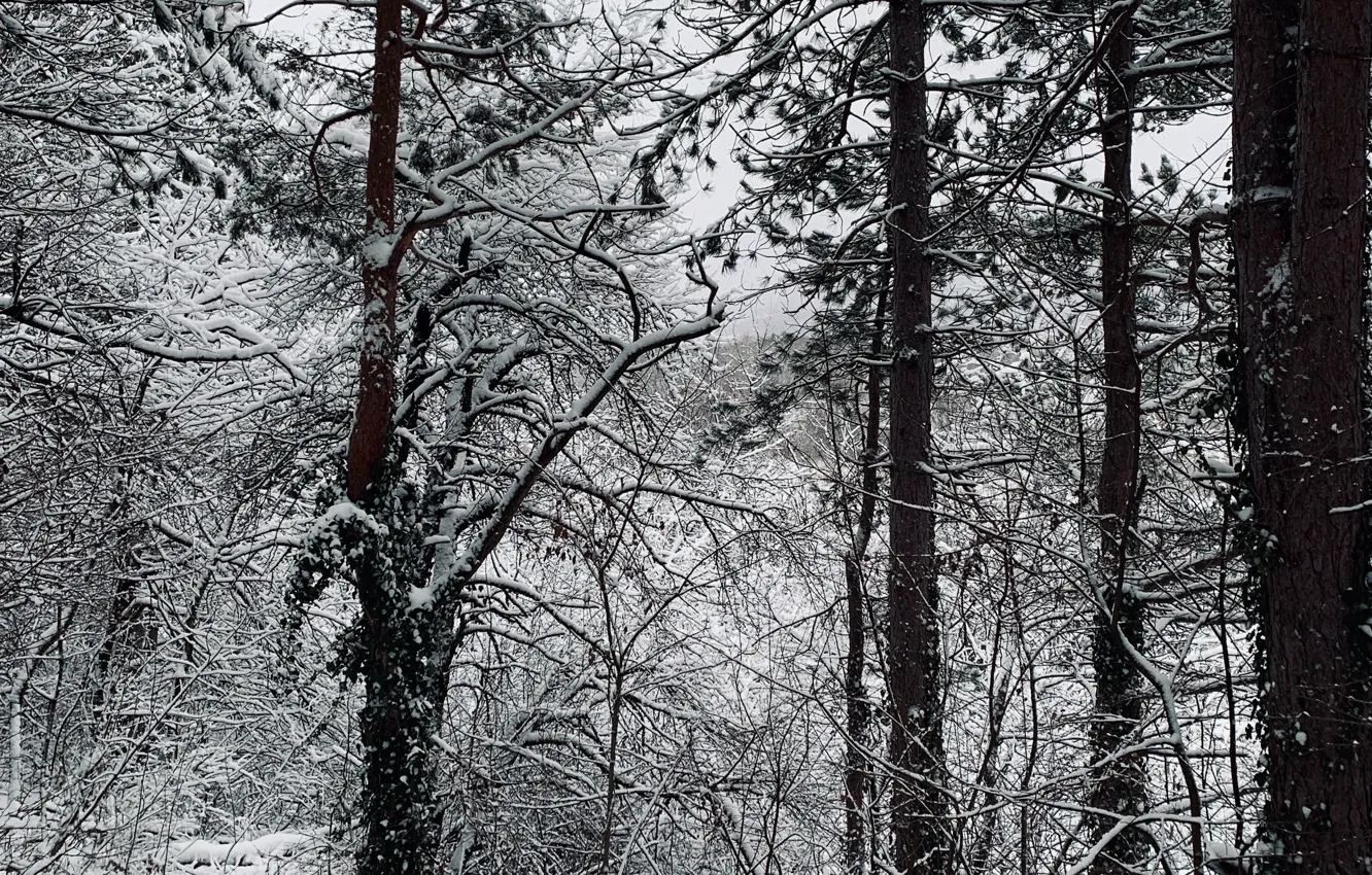 Photo wallpaper winter, forest, snow, trees, nature