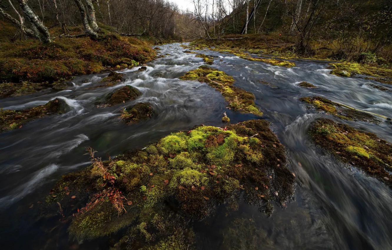 Photo wallpaper forest, nature, river