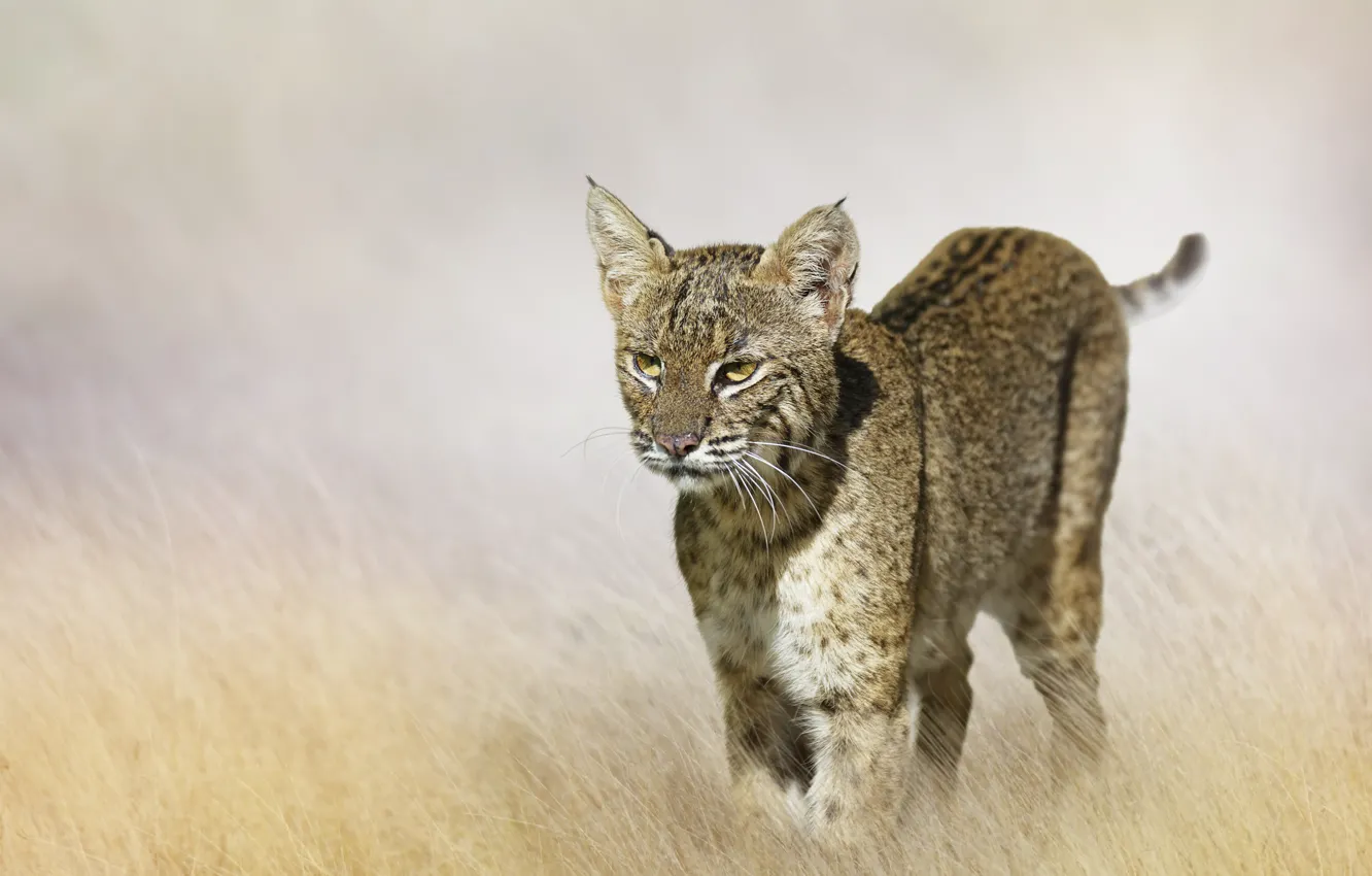 Photo wallpaper field, grass, predator, blur, lynx, bokeh
