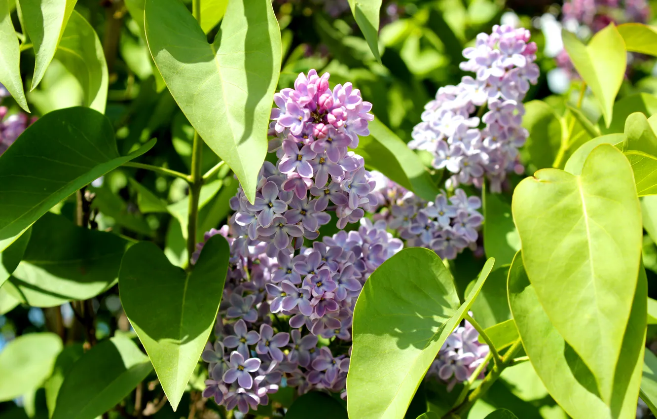 Photo wallpaper greens, summer, the sun, flowers, lilac