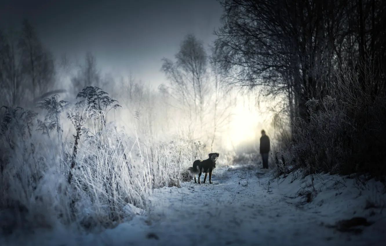 Photo wallpaper winter, snow, each, morning, dog