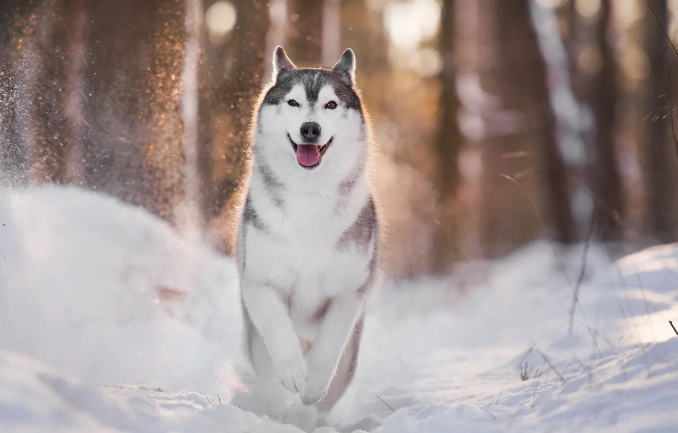 Photo wallpaper winter, light, dog, husky, bokeh