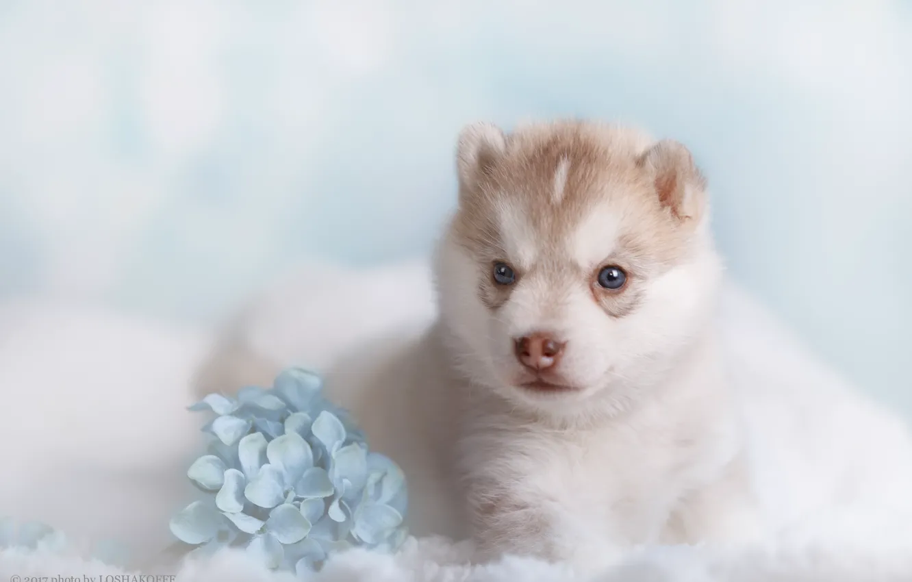 Photo wallpaper flowers, background, dog, bokeh, photo session