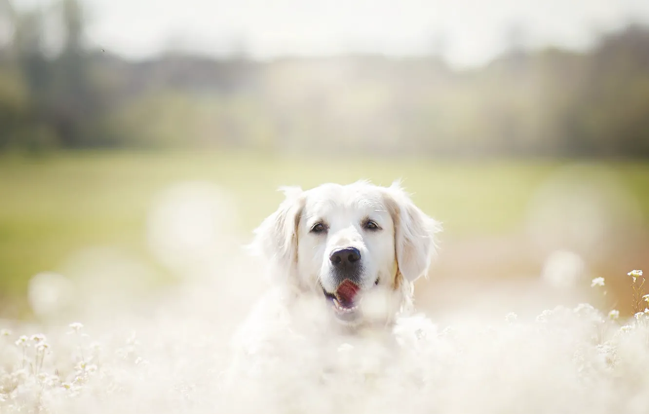 Photo wallpaper look, each, dog