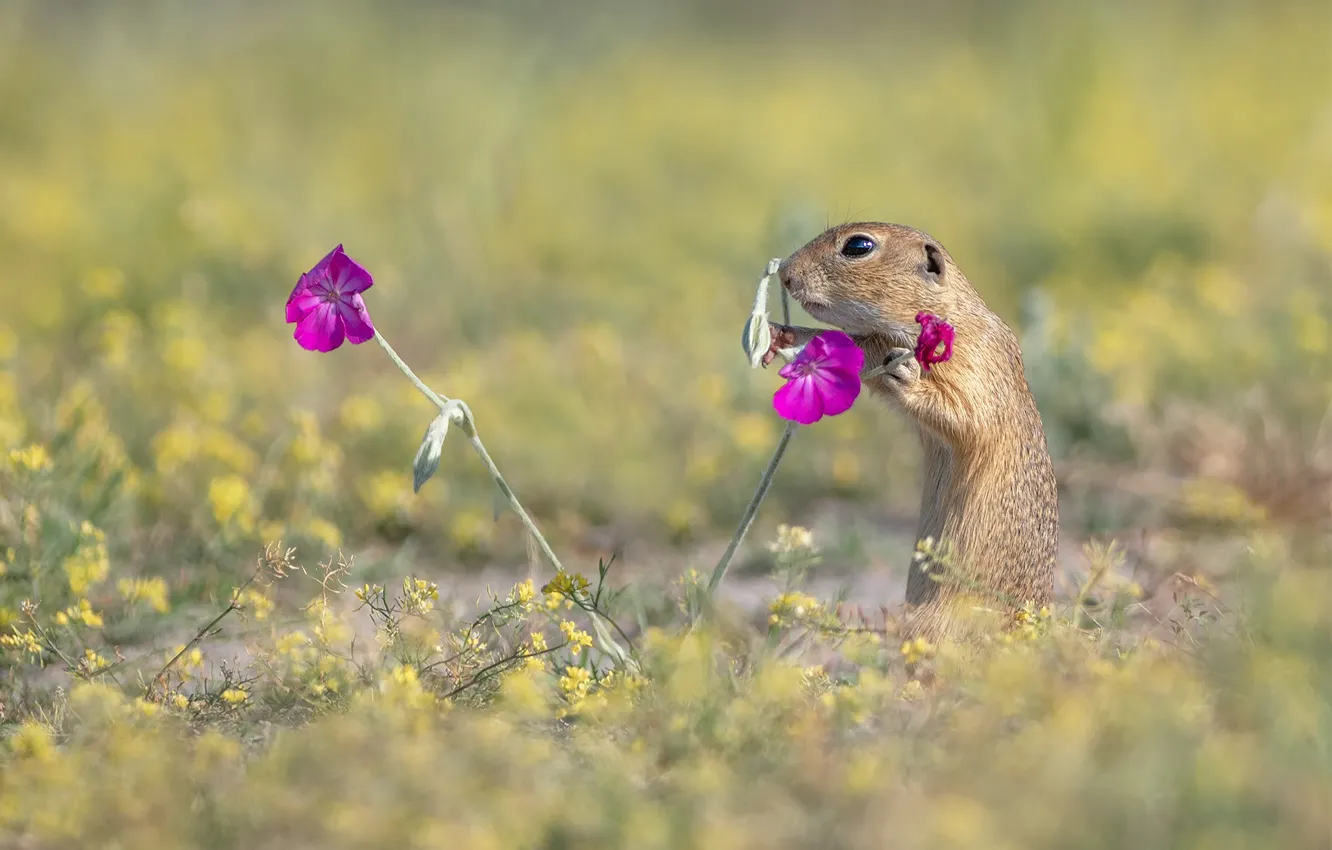 Photo wallpaper pose, glade, pink, flowers, gopher, stand