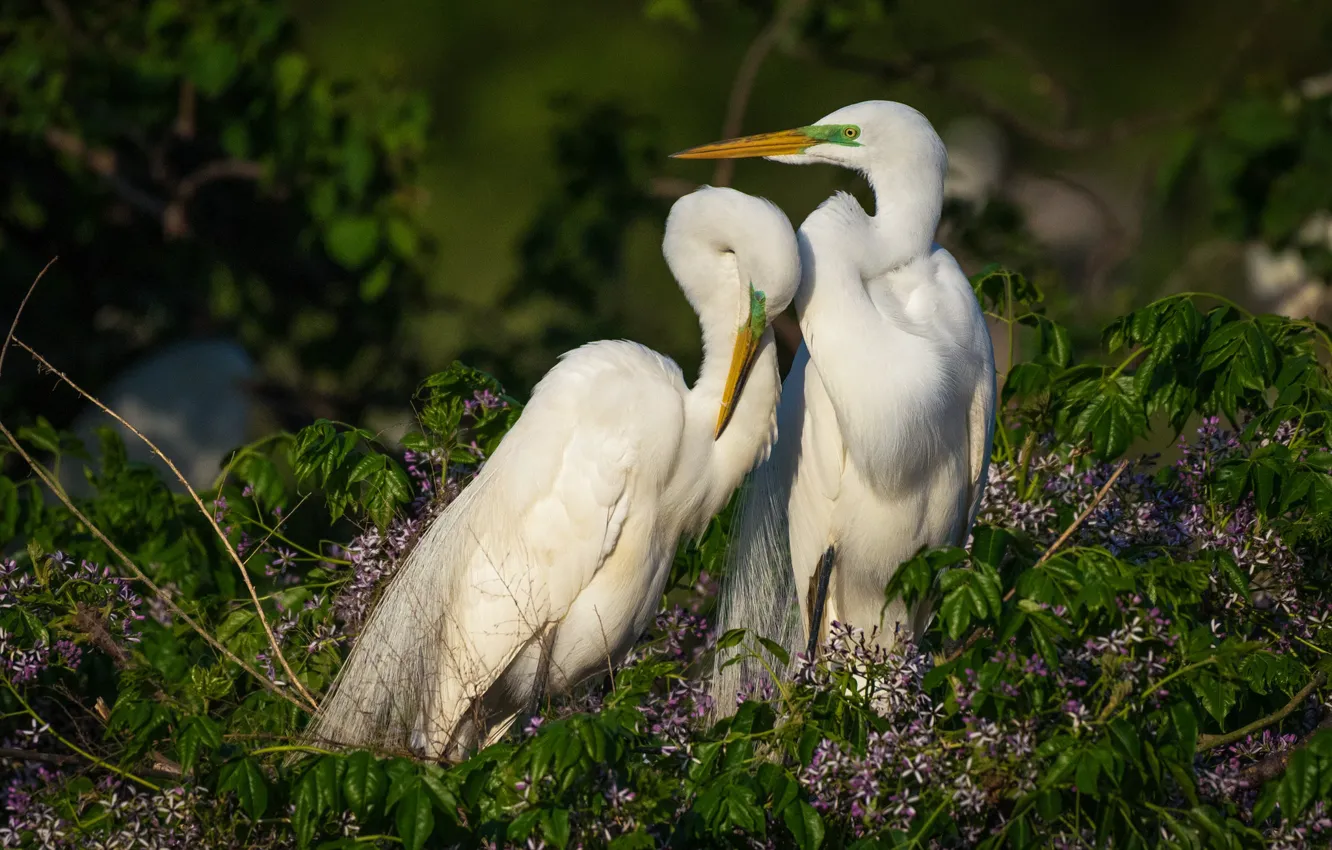 Photo wallpaper love, bird, two, pair, green background, Heron