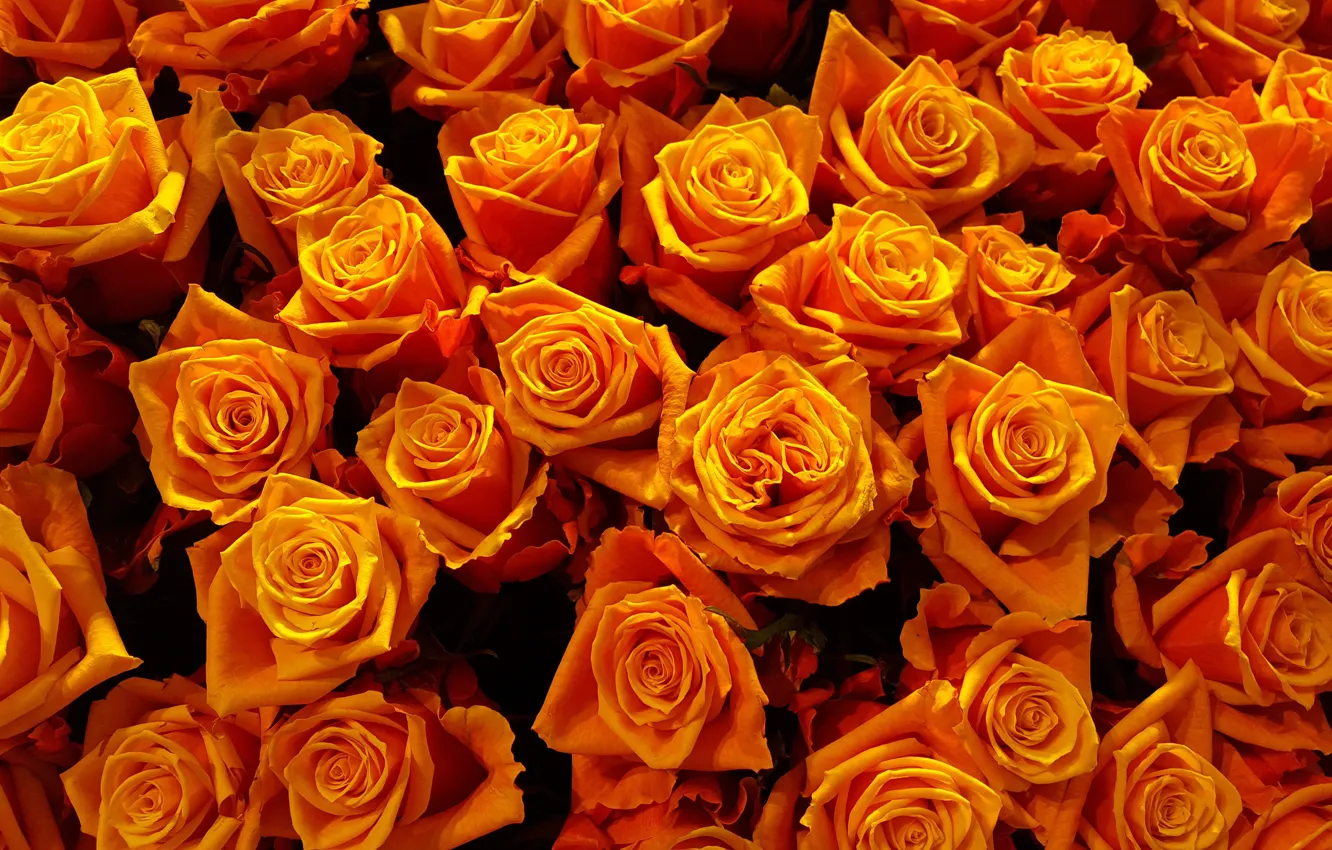 Photo wallpaper flowers, bright, rose, roses, yellow, petals, orange, buds