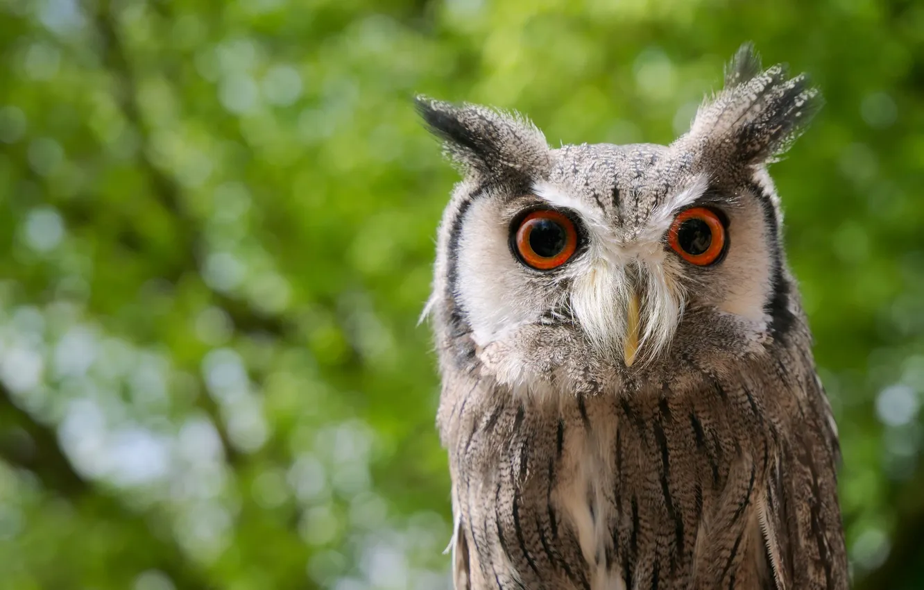 Photo wallpaper greens, eyes, look, nature, owl, bird, foliage, portrait