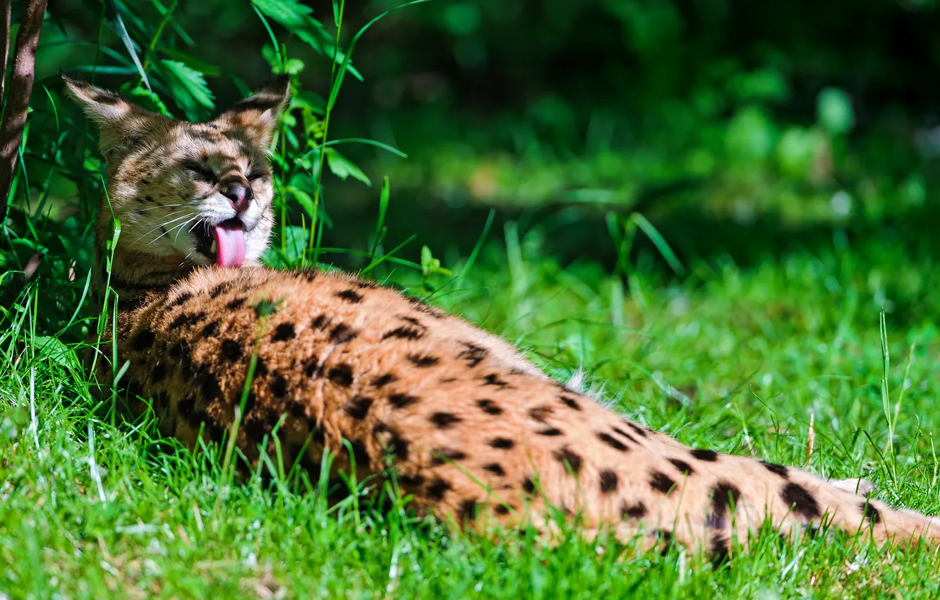 Photo wallpaper greens, language, cat, summer, grass, shadow, washing, Serval