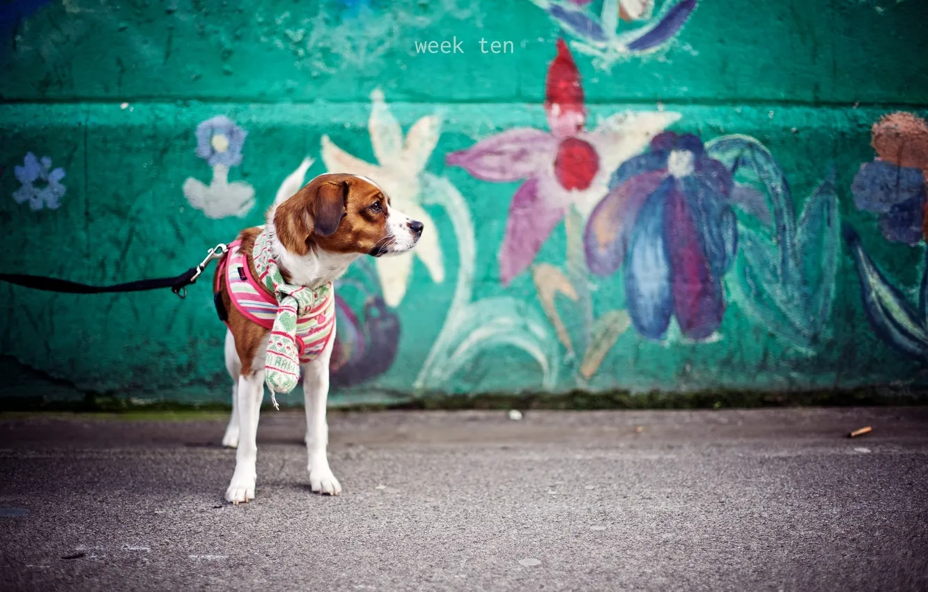 Photo wallpaper mood, dog, scarf
