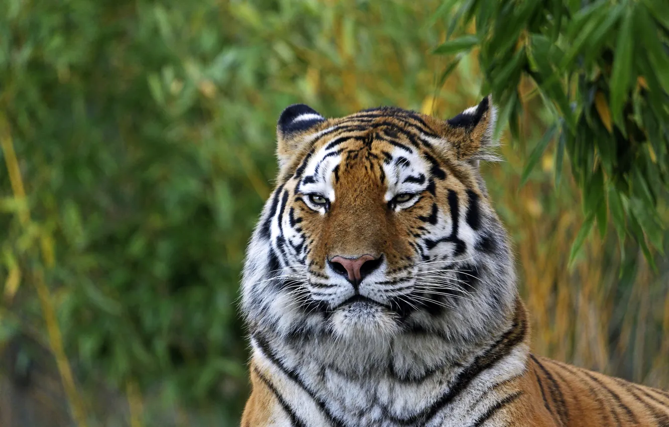Photo wallpaper cat, face, tiger, Amur