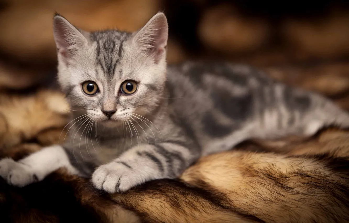 Photo wallpaper cat, Gato, miauuu, mishi