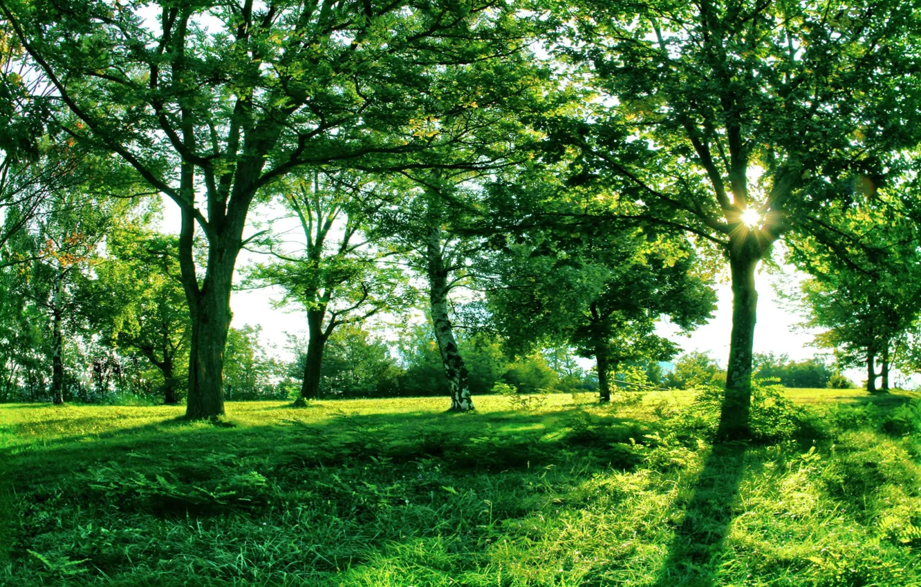 Photo wallpaper the sun, light, trees, nature