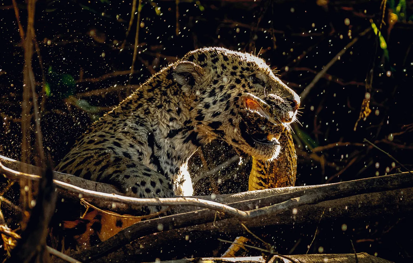 Photo wallpaper light, face, profile, branches, squirt, mining, lizard, Jaguar