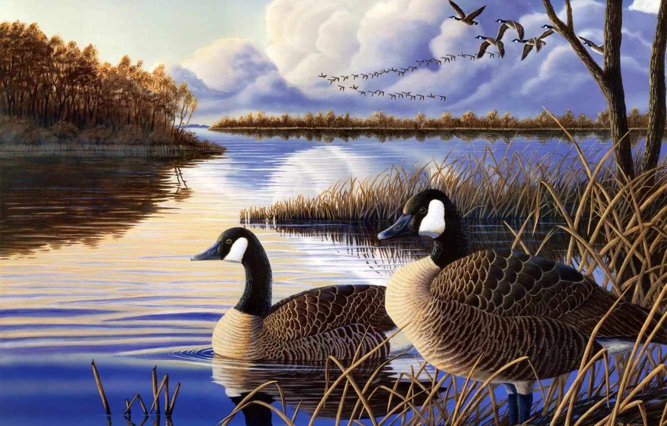 Photo wallpaper autumn, lake, river, duck, the evening, painting, geese, a flock of ducks