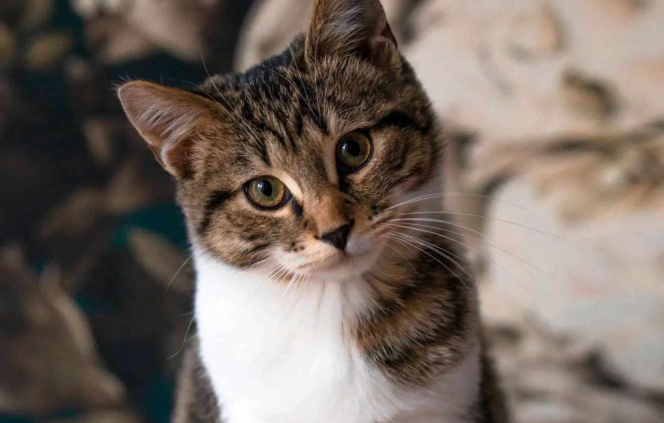 Photo wallpaper cat, cat, look, pose, face