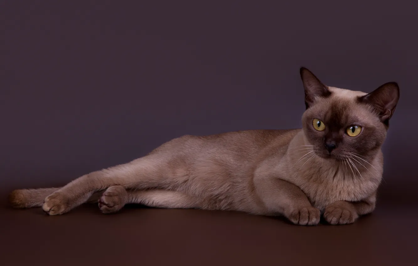 Photo wallpaper cat, handsome, Burmese