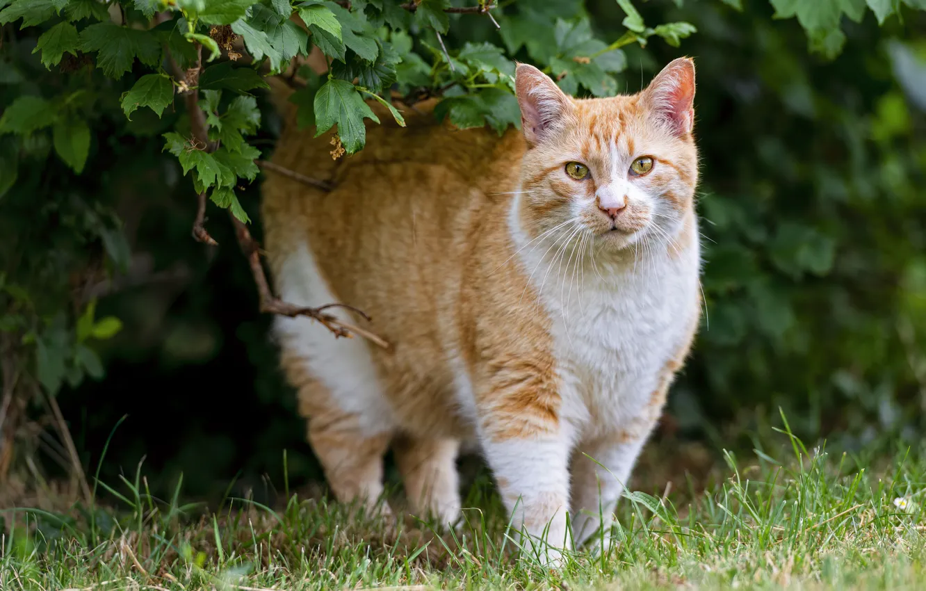 Photo wallpaper cat, cat, foliage, red
