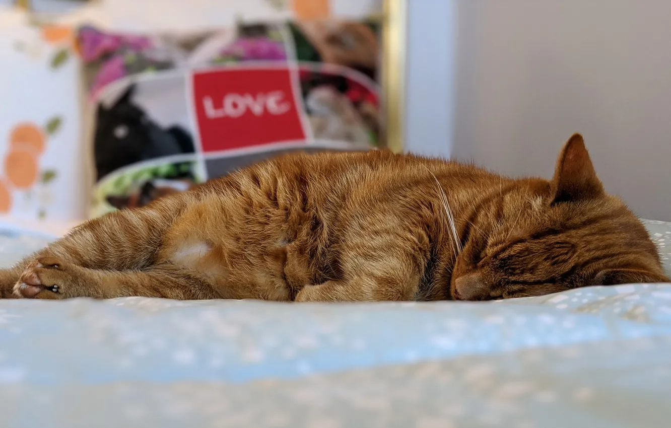 Photo wallpaper cat, cat, sleeping, red cat