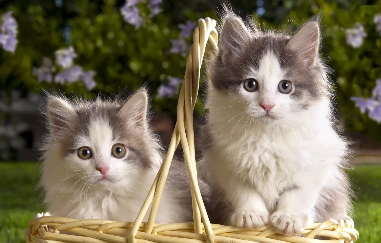 Photo wallpaper basket, kittens, fluffy, two, two-tone