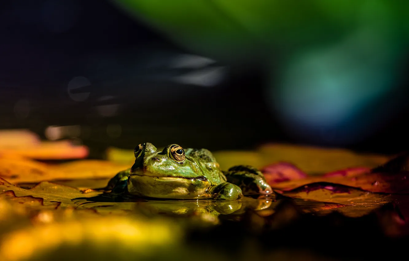 Photo wallpaper the dark background, frog, pond, bokeh
