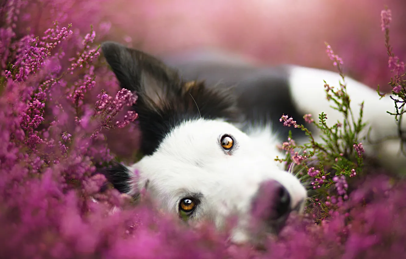 Photo wallpaper face, flowers, portrait, dog, meadow, the border collie, Wallpaper from lolita777