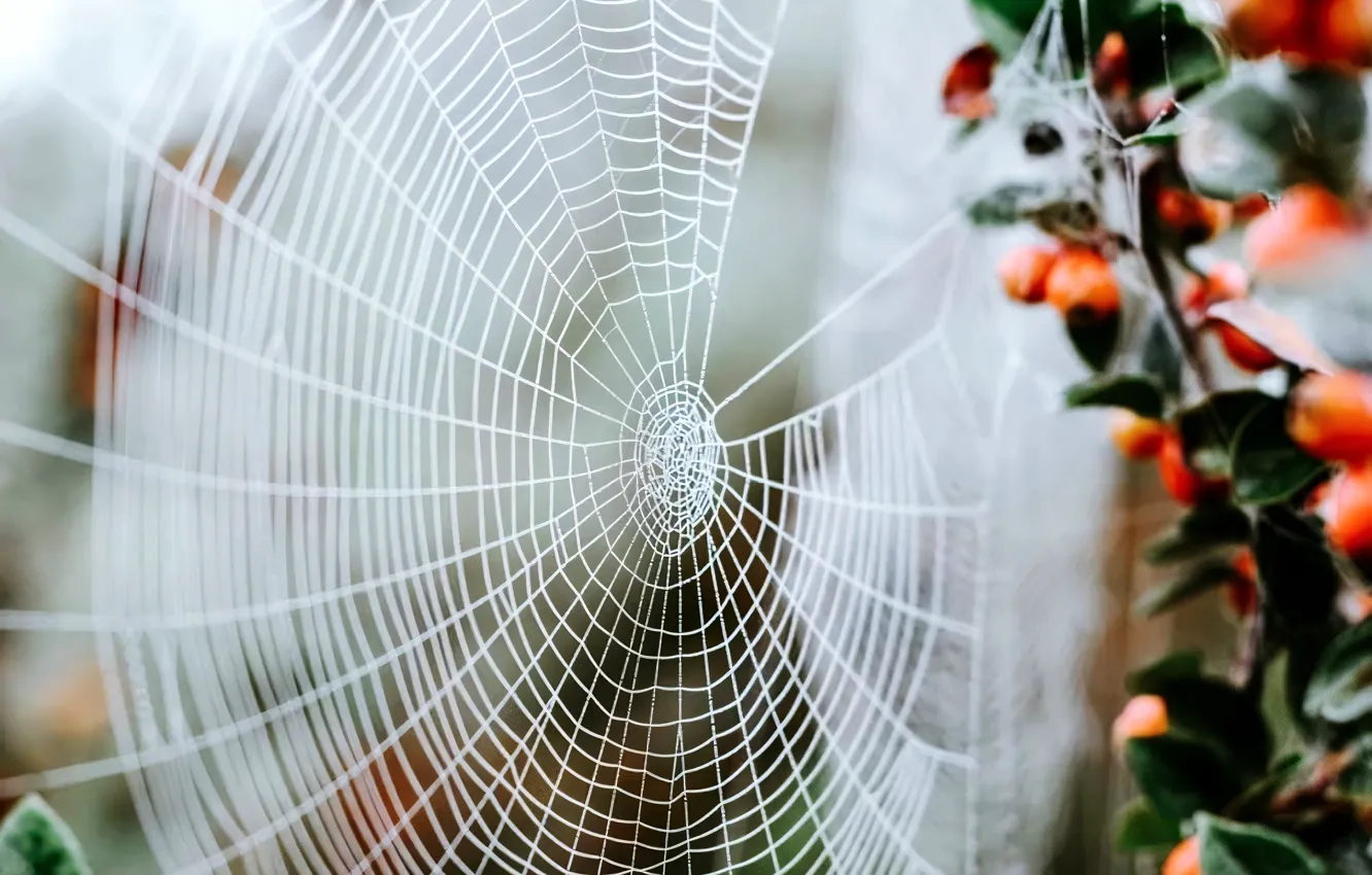 Photo wallpaper Wallpaper, web, wallpaper, picture, picture, web