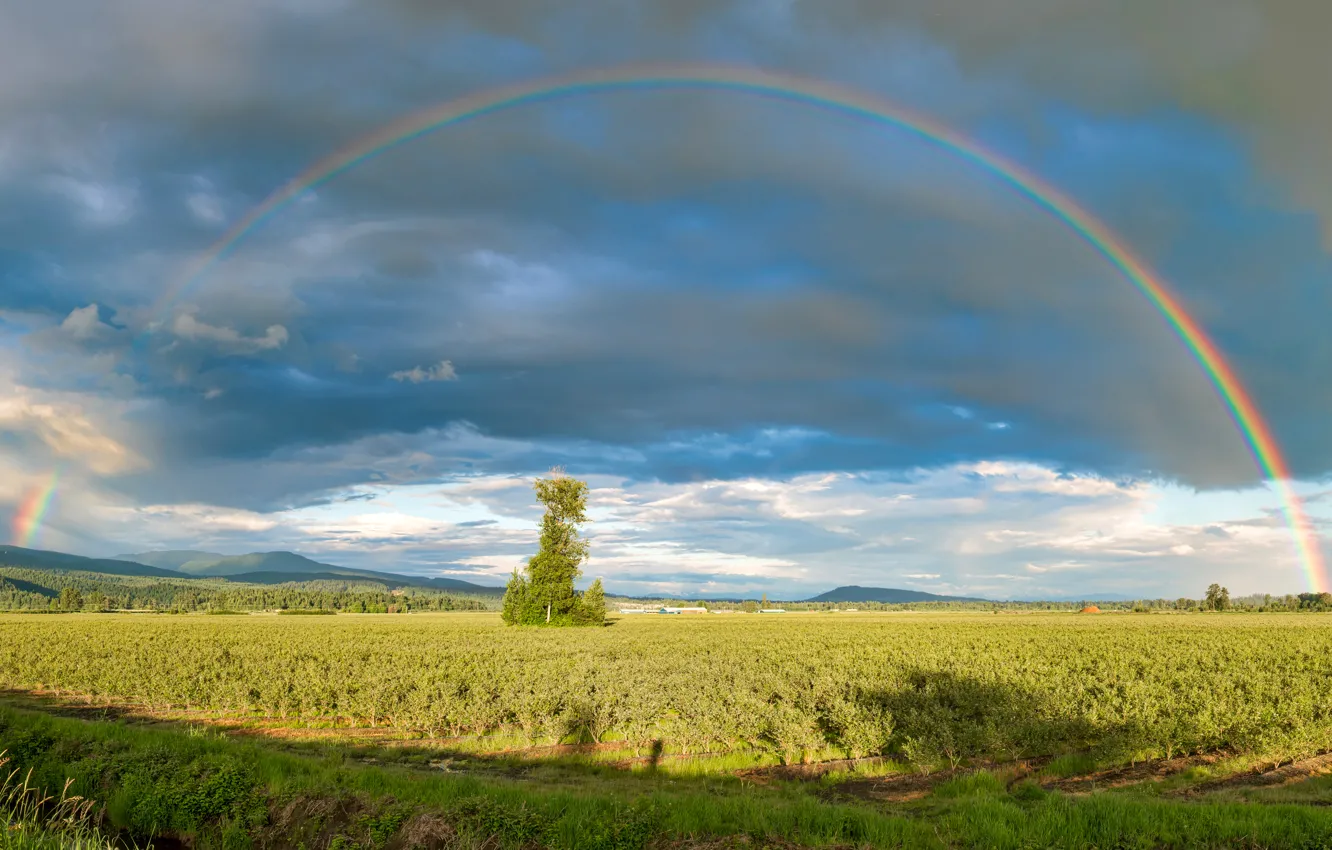 Photo wallpaper field, the sky, clouds, trees, hills, rainbow, garden, Canada