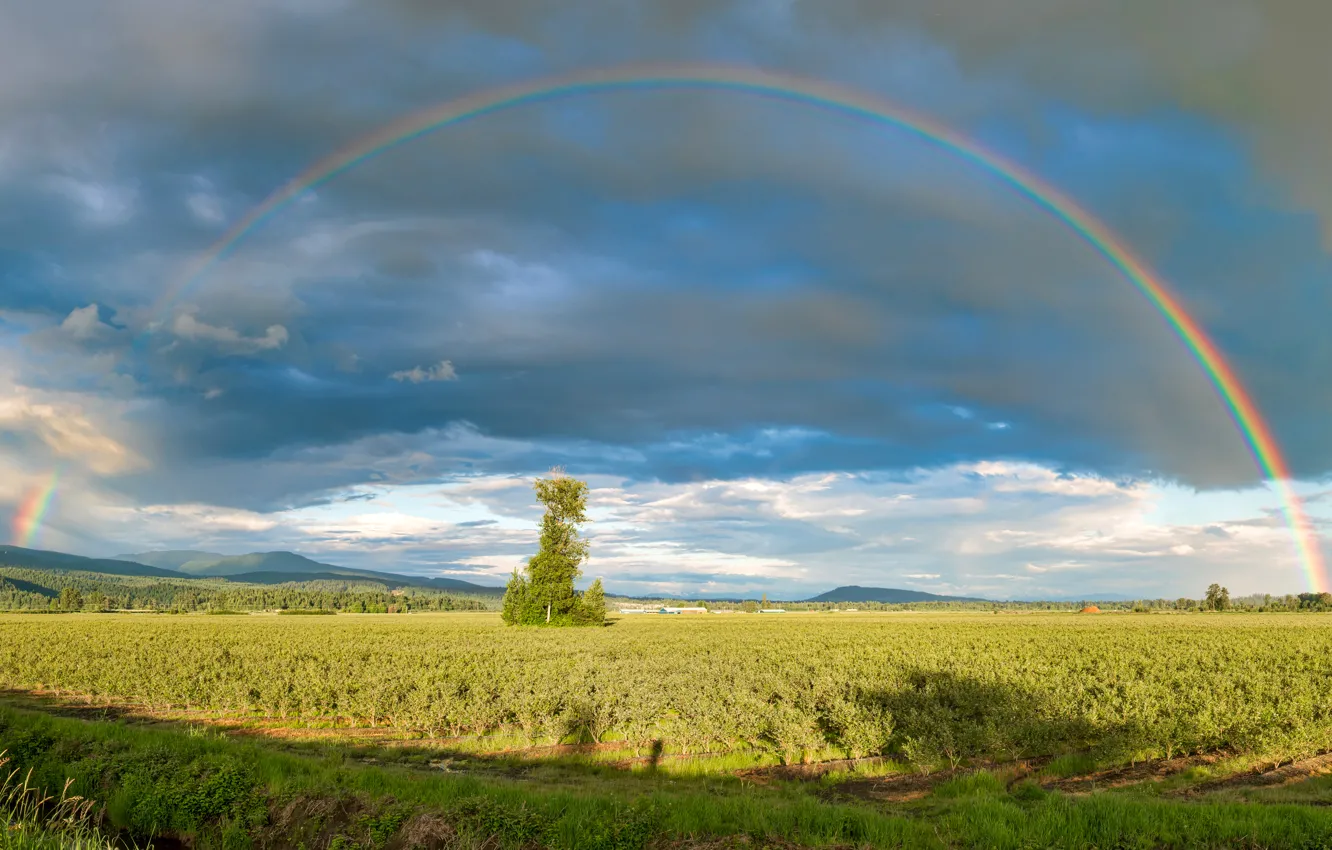 Photo wallpaper field, the sky, clouds, tree, hills, rainbow, garden, Canada