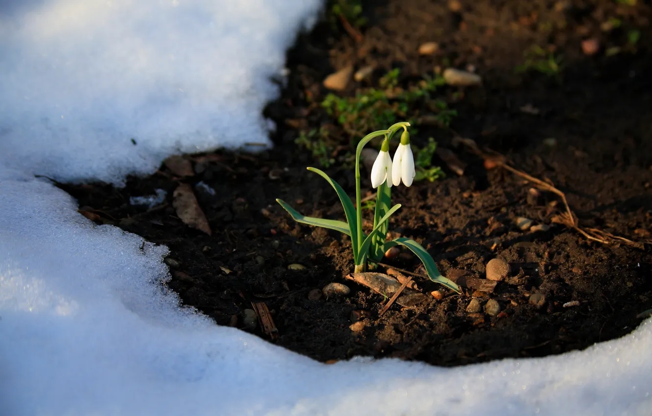 Photo wallpaper snow, flowers, nature, spring, snowdrops, primroses, thawed patch