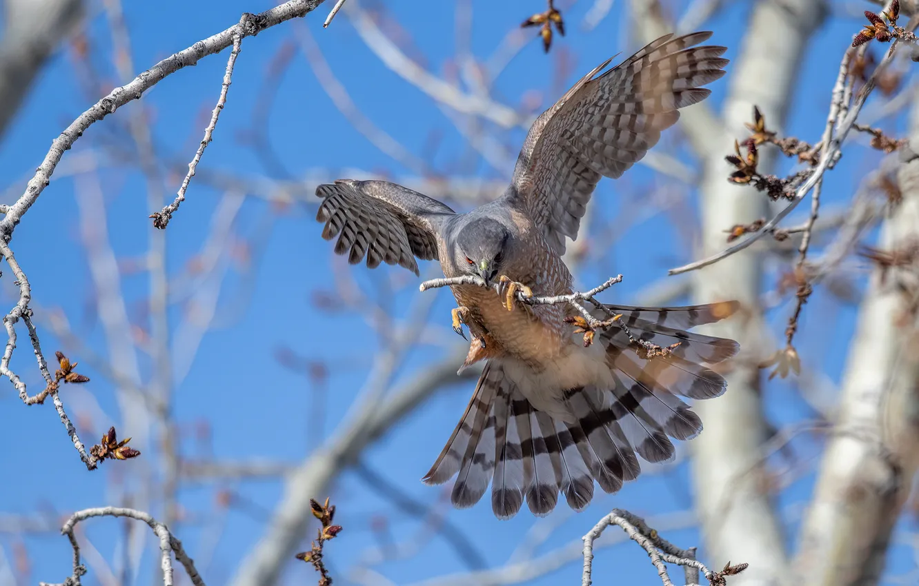 Photo wallpaper the sky, light, trees, flight, branches, bird, spring, kidney