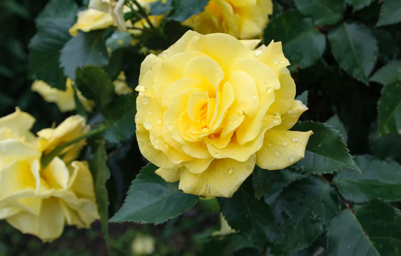 Photo wallpaper drops, yellow, roses