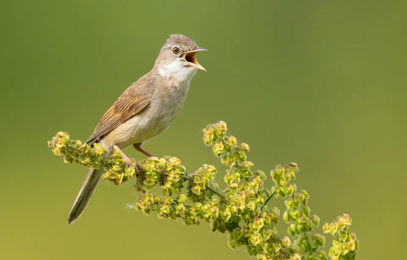 Photo wallpaper branches, bird, Gray Warbler