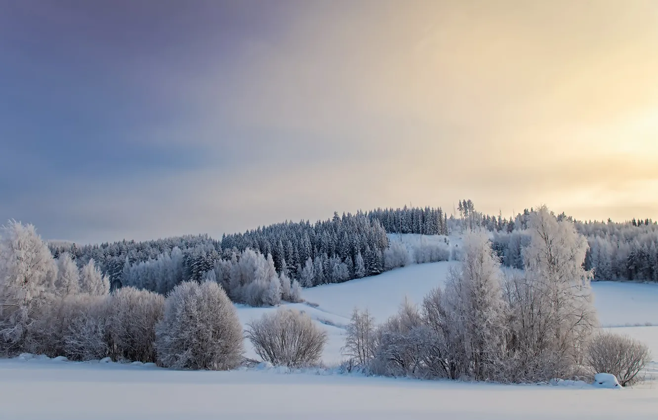 Photo wallpaper winter, field, snow