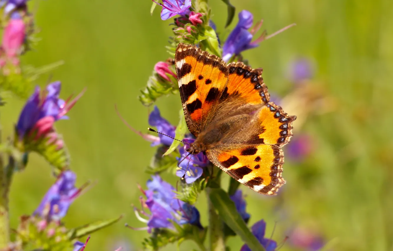 Photo wallpaper colorful, insect, Batterfly