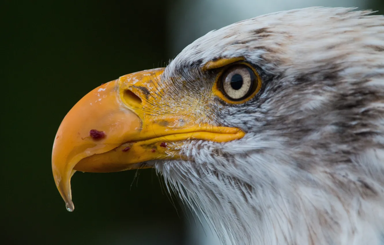 Photo wallpaper bird, predator, beak, eagle, closeup, bald eagle