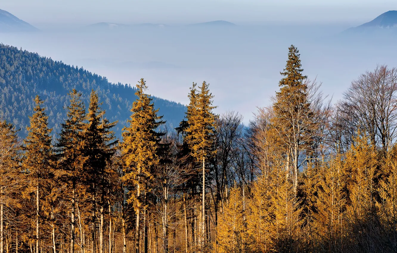 Photo wallpaper clouds, trees, fog, nature, mountains, Czech Republic