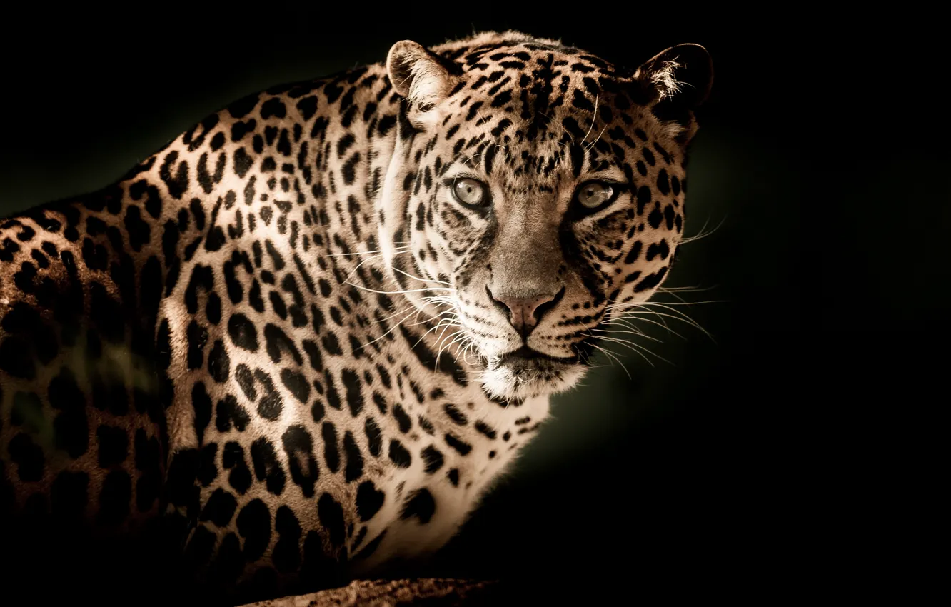 Photo wallpaper cat, eyes, look, face, predator, leopard