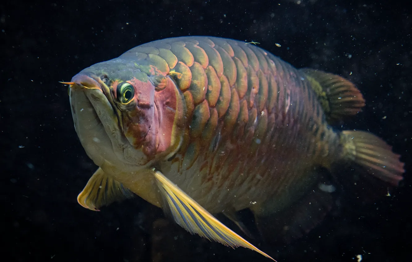 Photo wallpaper colorful, underwater, nature, water, marine, fish, gold arowana