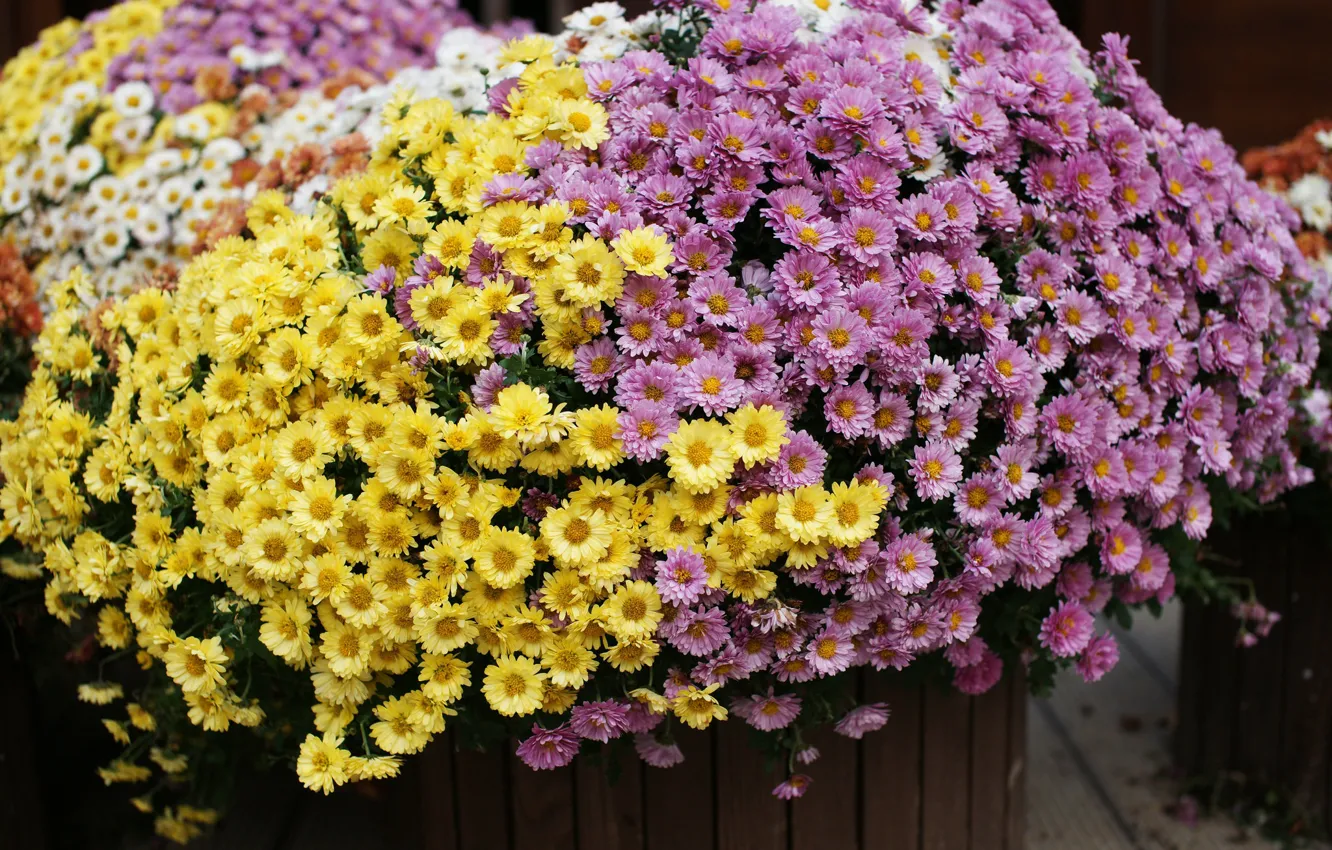 Photo wallpaper autumn, flowers, flowerbed, flowering, chrysanthemum