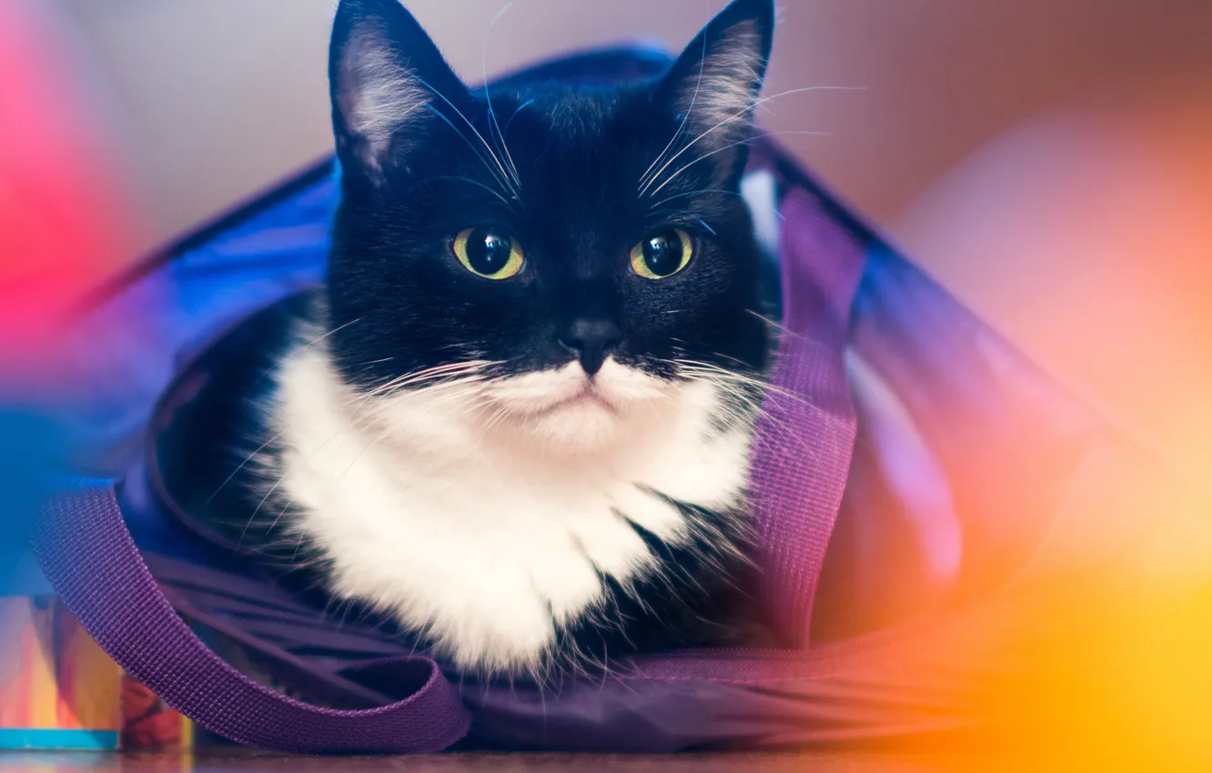 Photo wallpaper cat, look, portrait, muzzle, bag