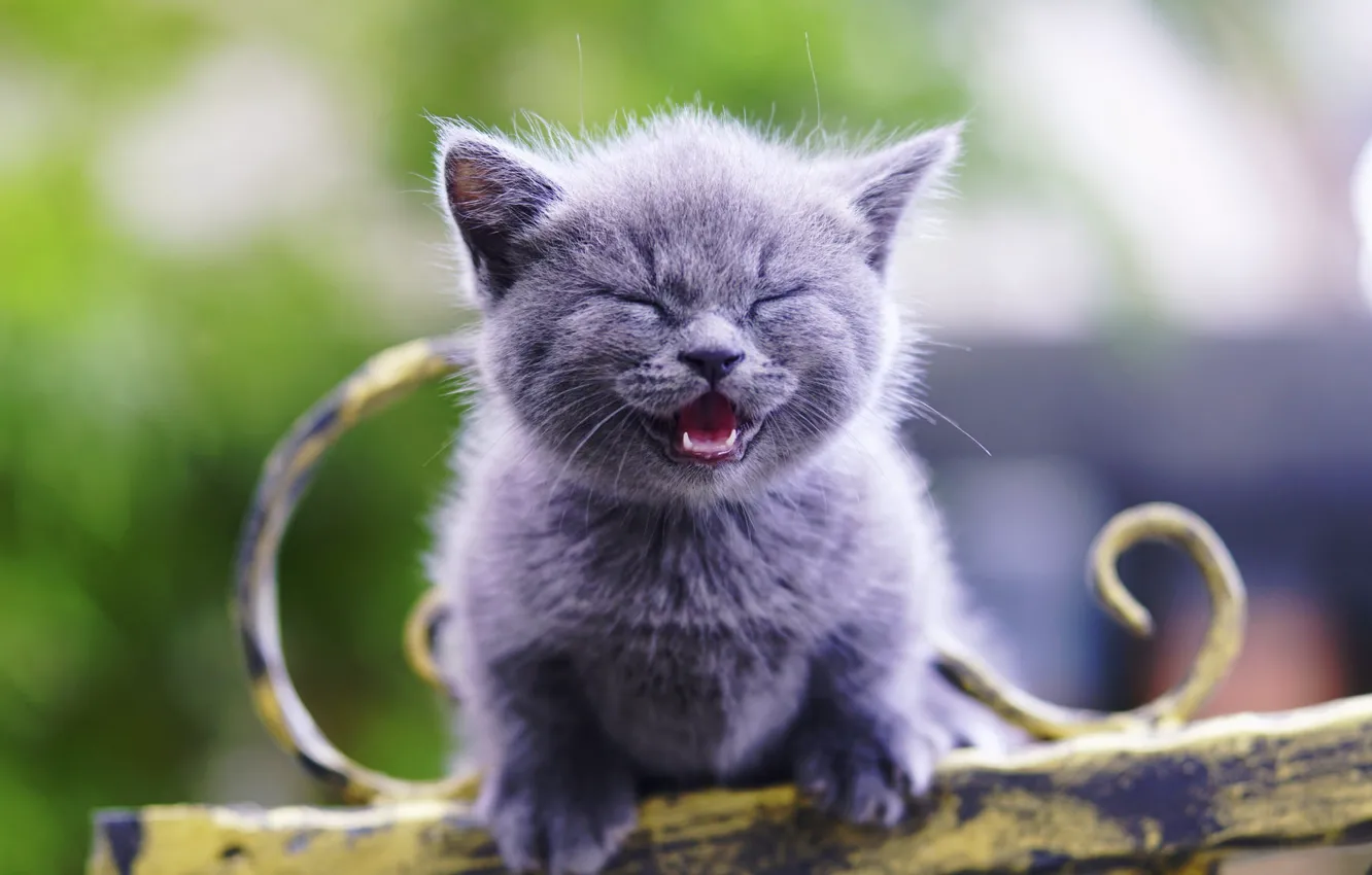 Photo wallpaper wool, baby, kitty