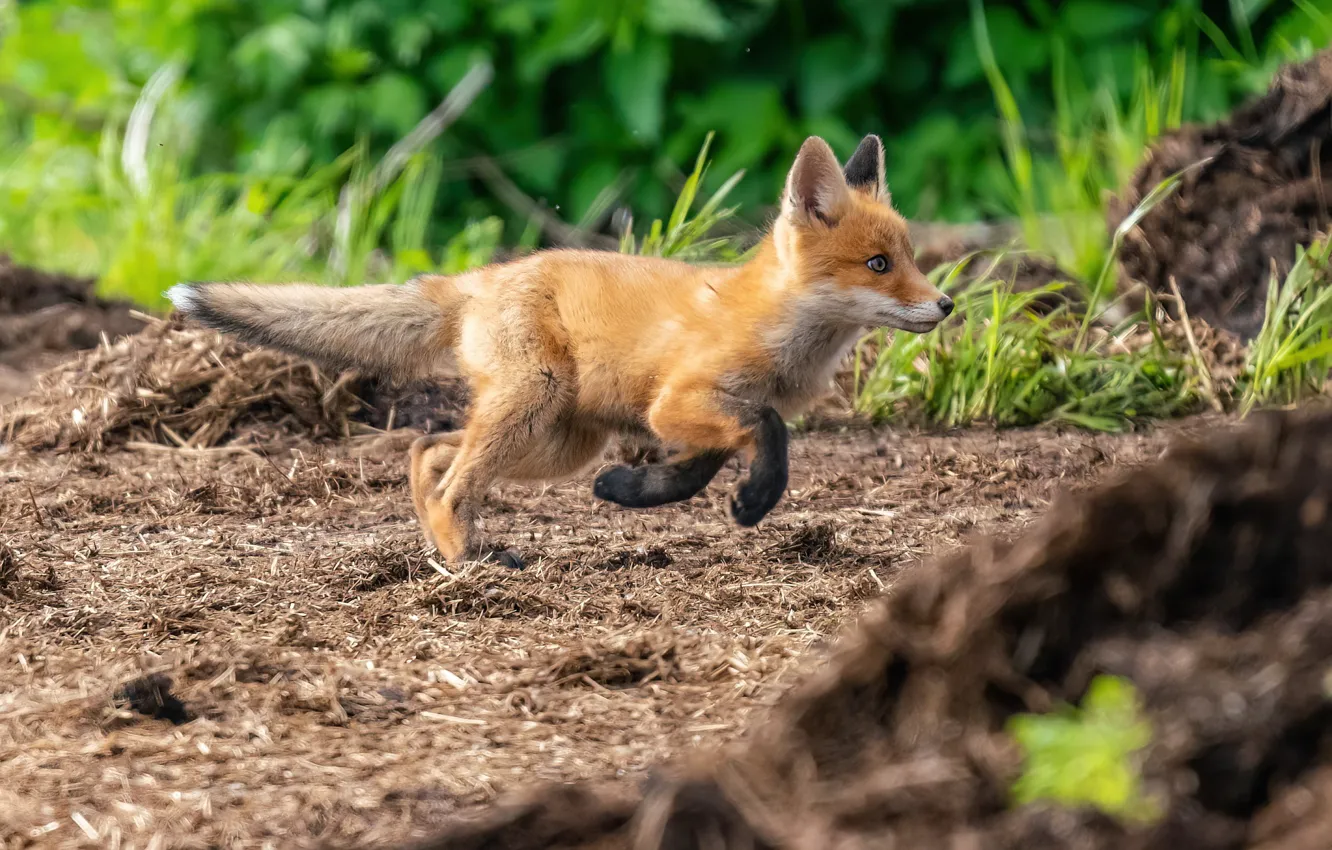 Photo wallpaper Fox, walk, Fox