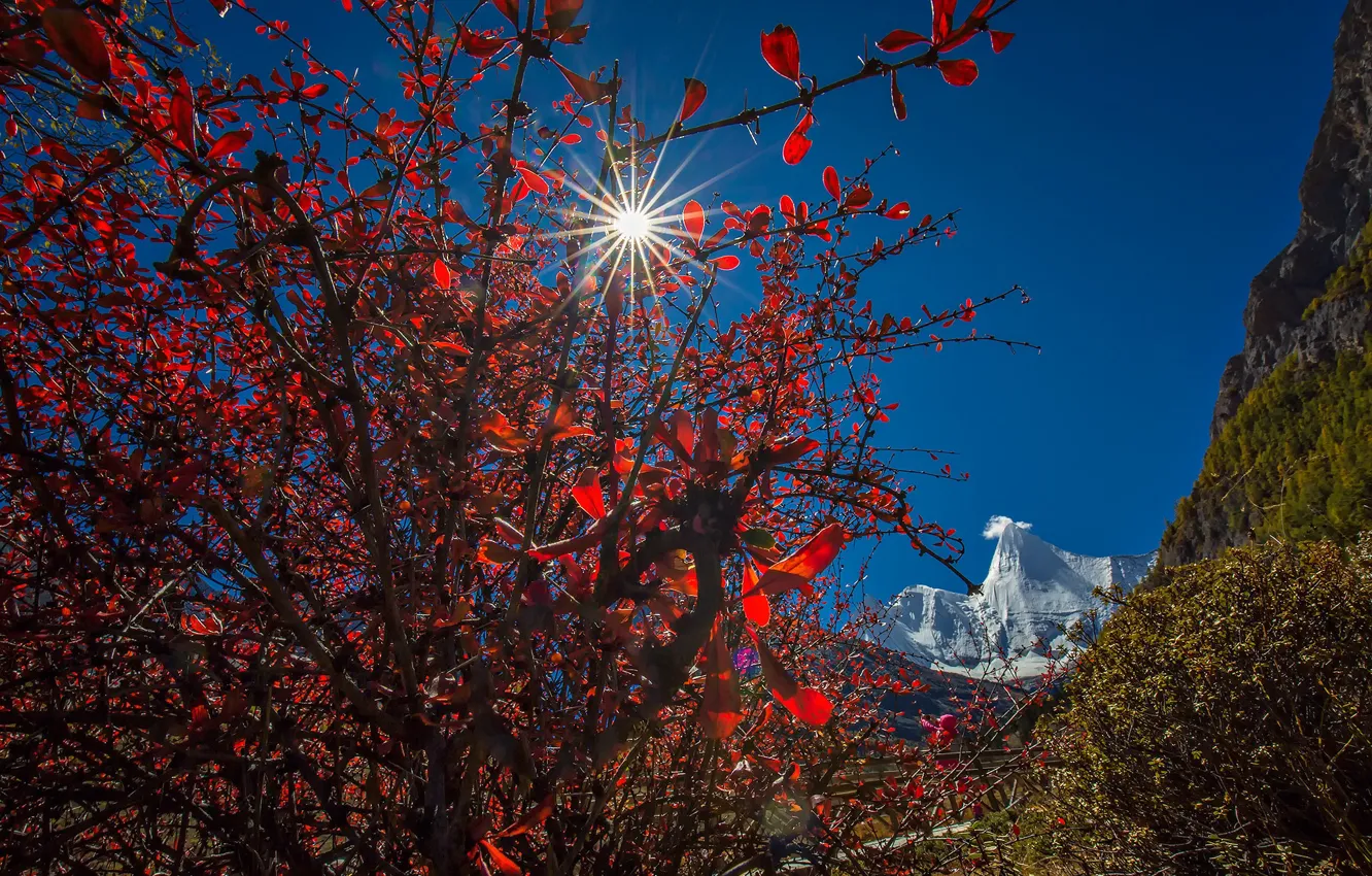 Photo wallpaper leaves, the sun, rays, mountains, tree, China, Yadin