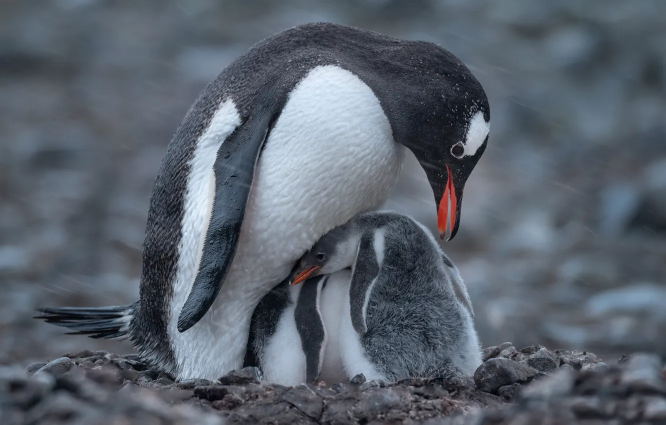 Photo wallpaper snow, birds, penguins, chick, bokeh, Antarctica, penguin, Mike Reifman