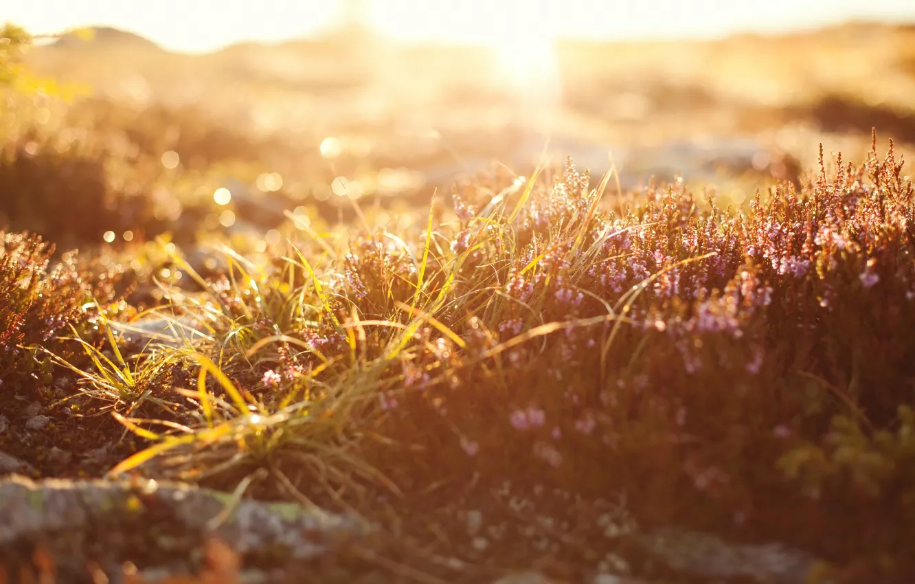 Photo wallpaper grass, macro, light, nature, light, grass, nature, macro