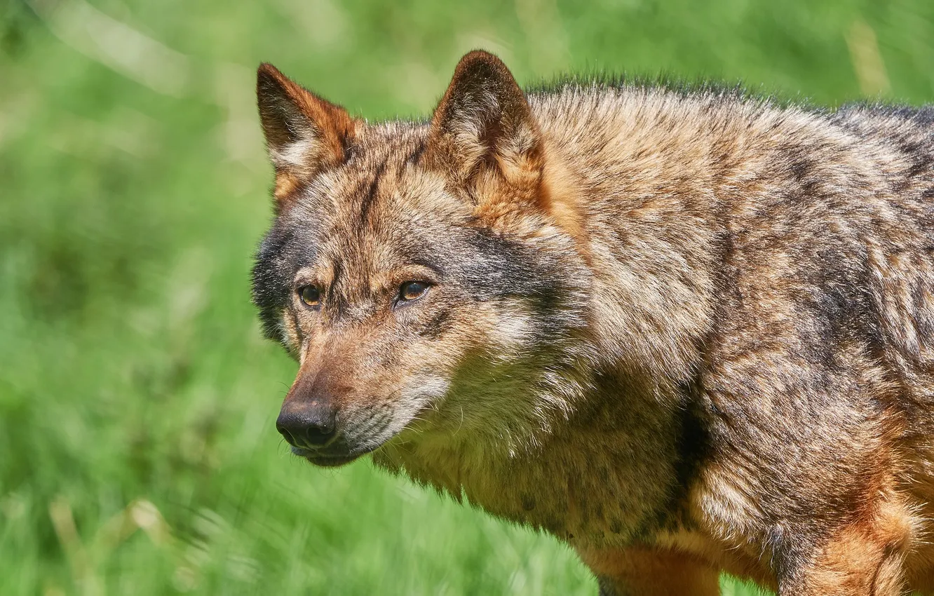 Photo wallpaper Predator, nature, snow, face, animal, wolf, wolves, canis lupus