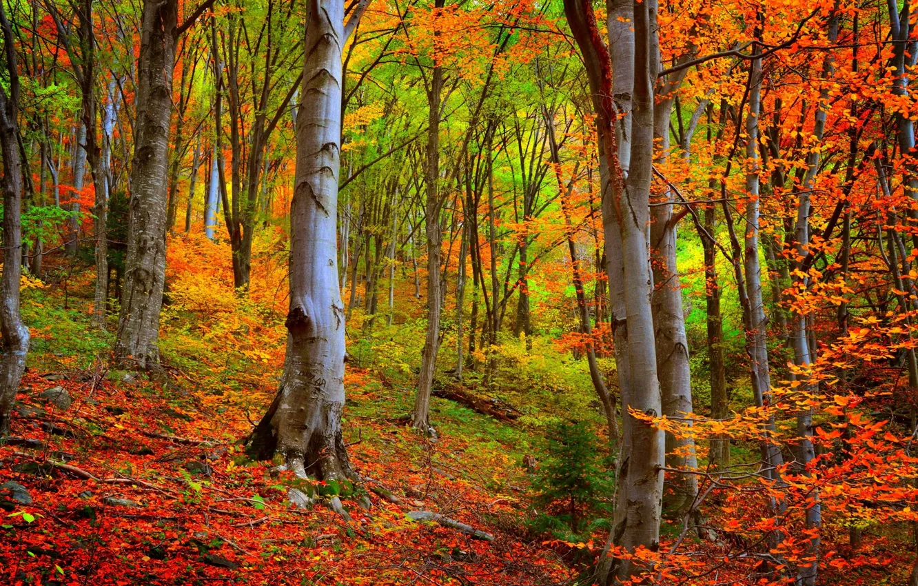 Photo wallpaper autumn, forest, trees, forest, Nature, falling leaves, trees, autumn